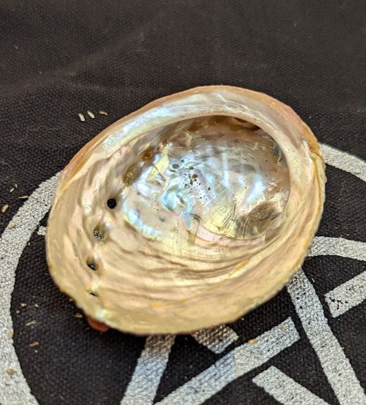 Abalone Shell